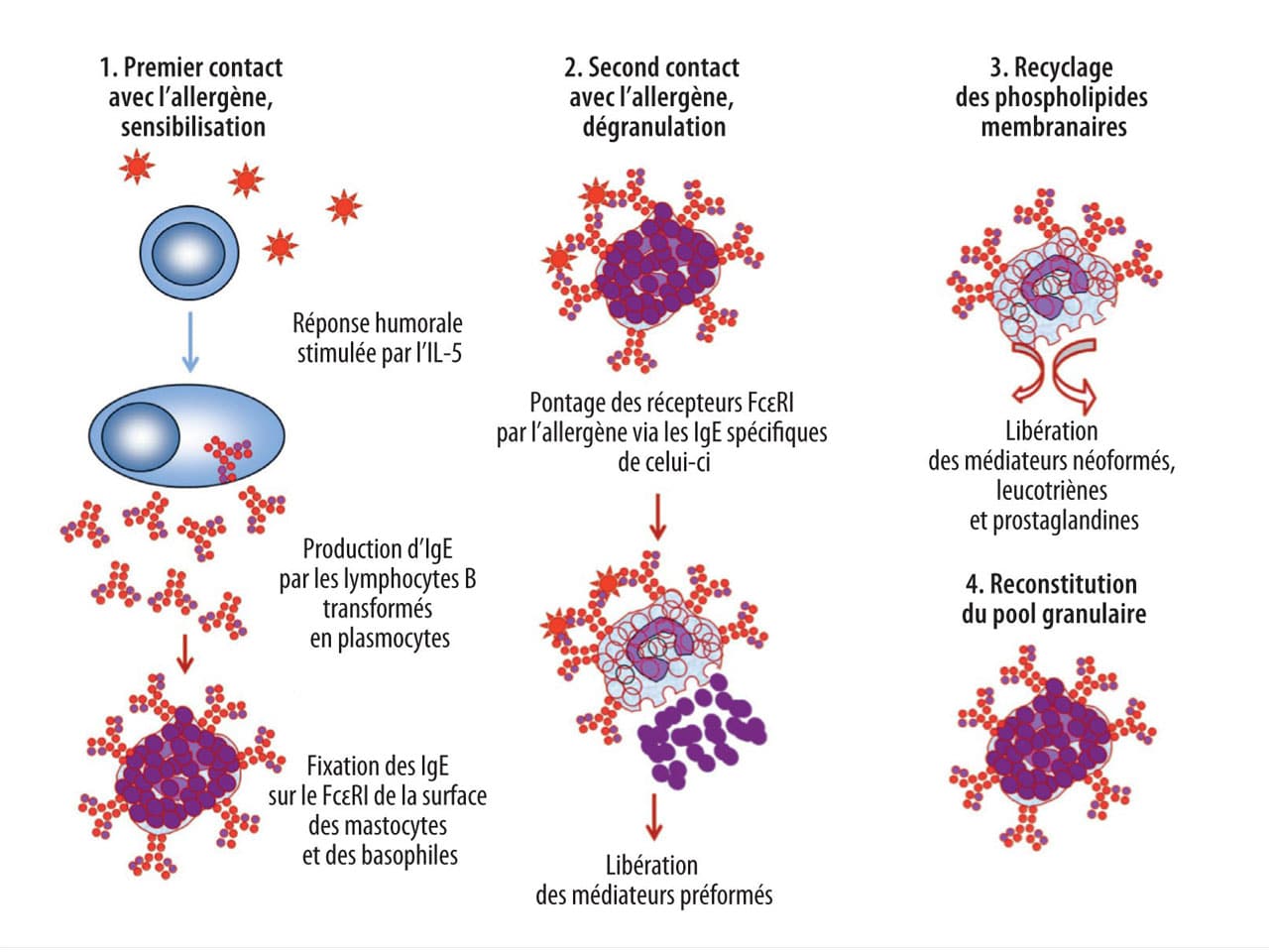 schéma dégranulation des mastocytes