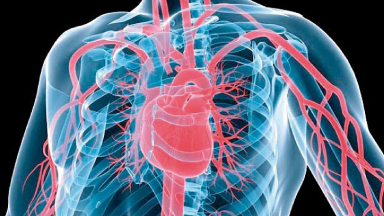 schéma en couleurs du système cardiovasculaire