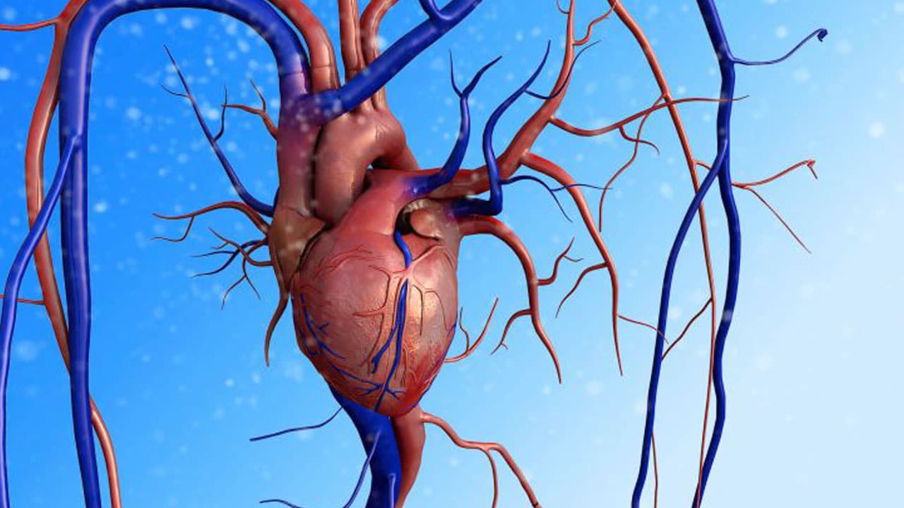 dessin d'un cœur et de ses artères illustrant le système cardiovasculaire